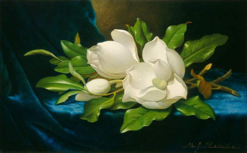 Detail of Giant Magnolias on a Blue Velvet Cloth, c.1890 by Martin Johnson Heade