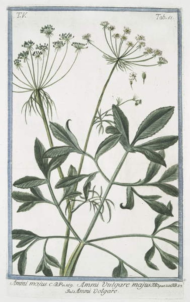 Detail of Ammi majus by Giorgio Bonelli
