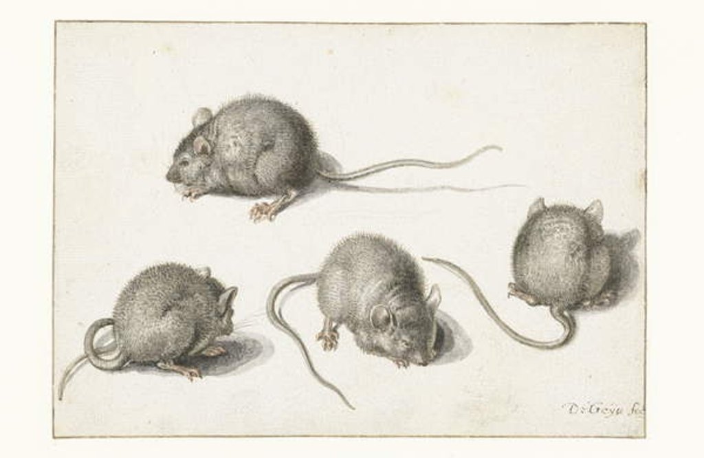 Detail of Four studies of a diseased mouse by Jacob II de Gheyn