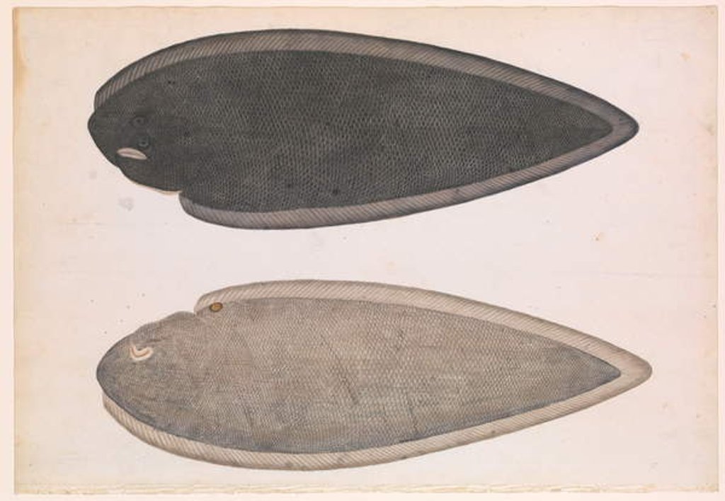 Detail of Two Sides of a Bengal River Fish, c.1804 by Indian School