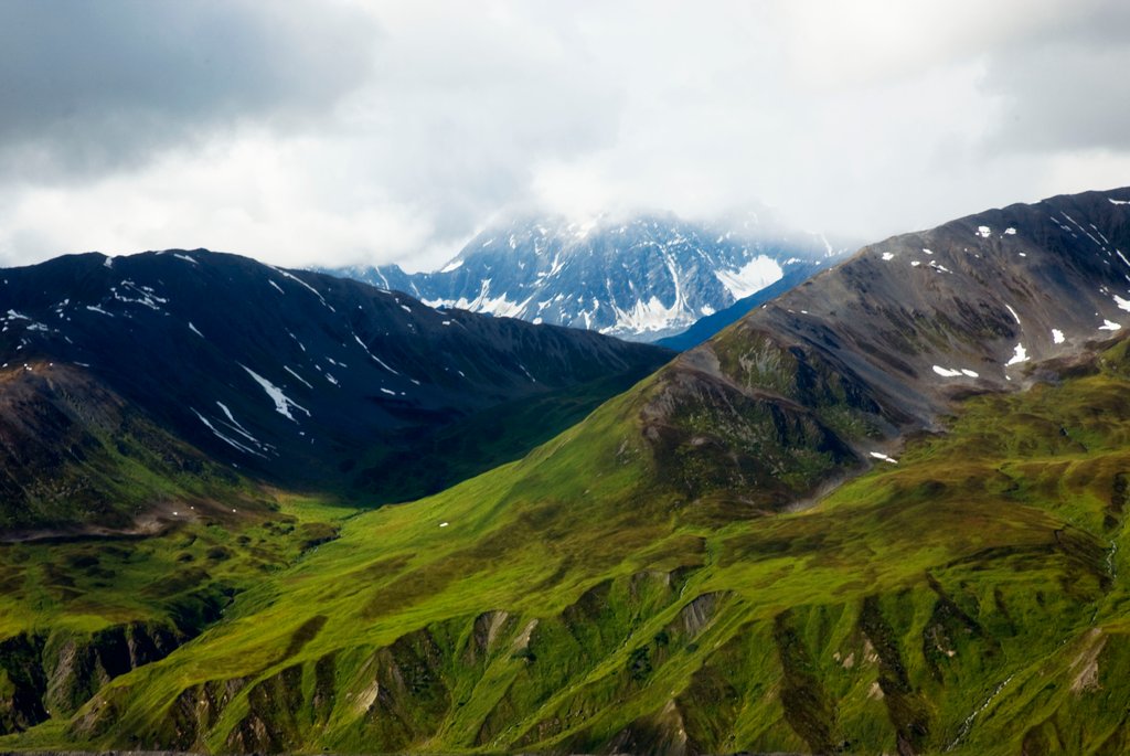 Detail of Alaskan tundra, Denali National Park, Alaska by Anonymous