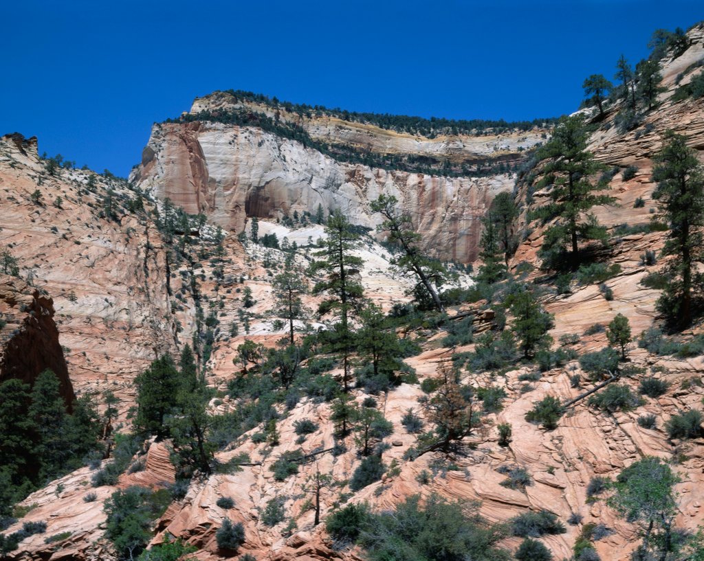Detail of Zion National Park, Utah by Anonymous