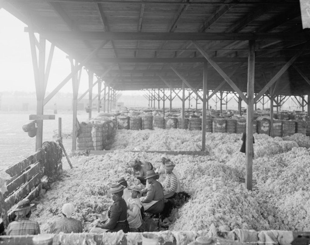 Detail of Sorting cotton for the Atlantic Cotton Compress Company, Pensacola, Florida, 1900-10 by Detroit Publishing Co.
