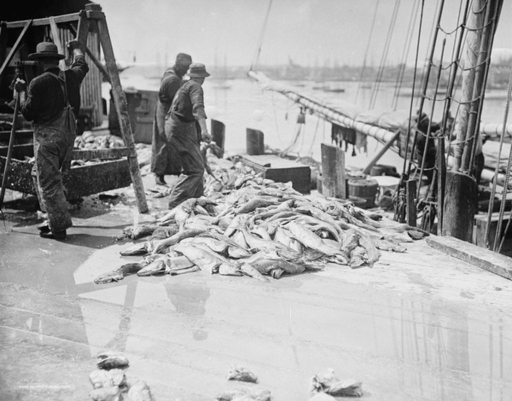 Detail of Unloading Gorton's codfish, Gloucester, Massachusetts, c.1905 by Detroit Publishing Co.