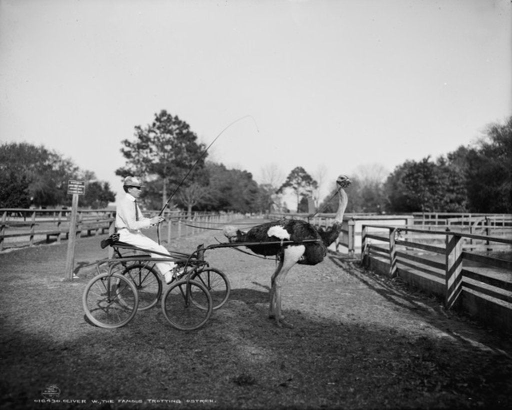 Detail of Oliver W., the famous trotting ostrich, at Florida Ostrich Farm, Jacksonville, 1903 by Detroit Publishing Co.