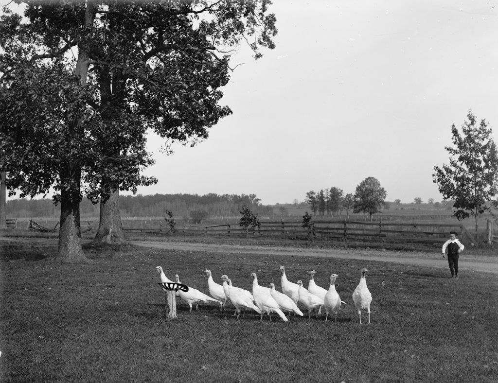 Detail of White Holland turkeys, 1900 by Detroit Publishing Co.