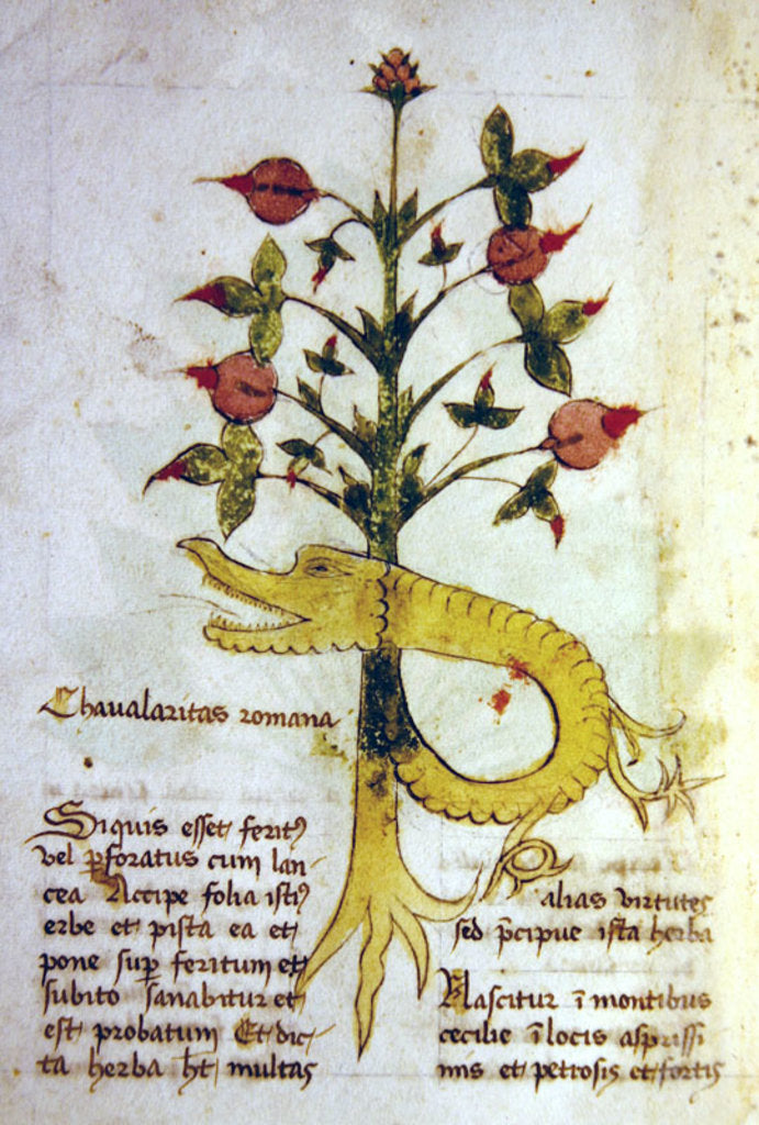 Detail of Ms 1591 Fol.6v Herba Chavalaritas Romana, late c.15th by Italian School