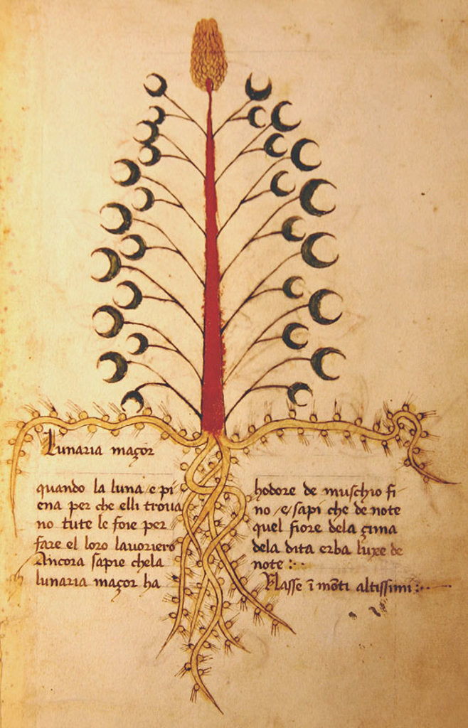 Detail of Ms 1591 Fol.13r Herba Lunaria Maggiore by Italian School