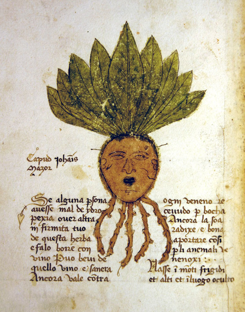 Detail of Ms 1591 Fol.18v. Herba Capud Johannis Mazor by Italian School