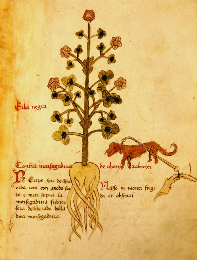 Detail of Ms 1591 Fol.38r Herba negra by Italian School