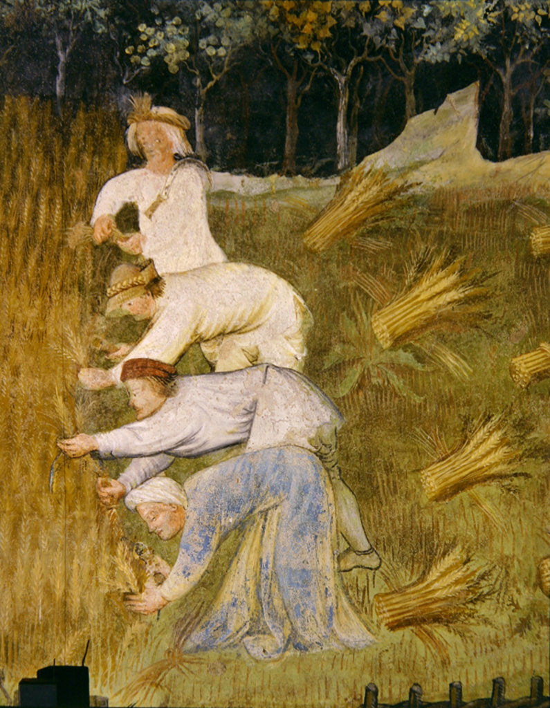 Detail of Harvesting wheat, detail by Italian School