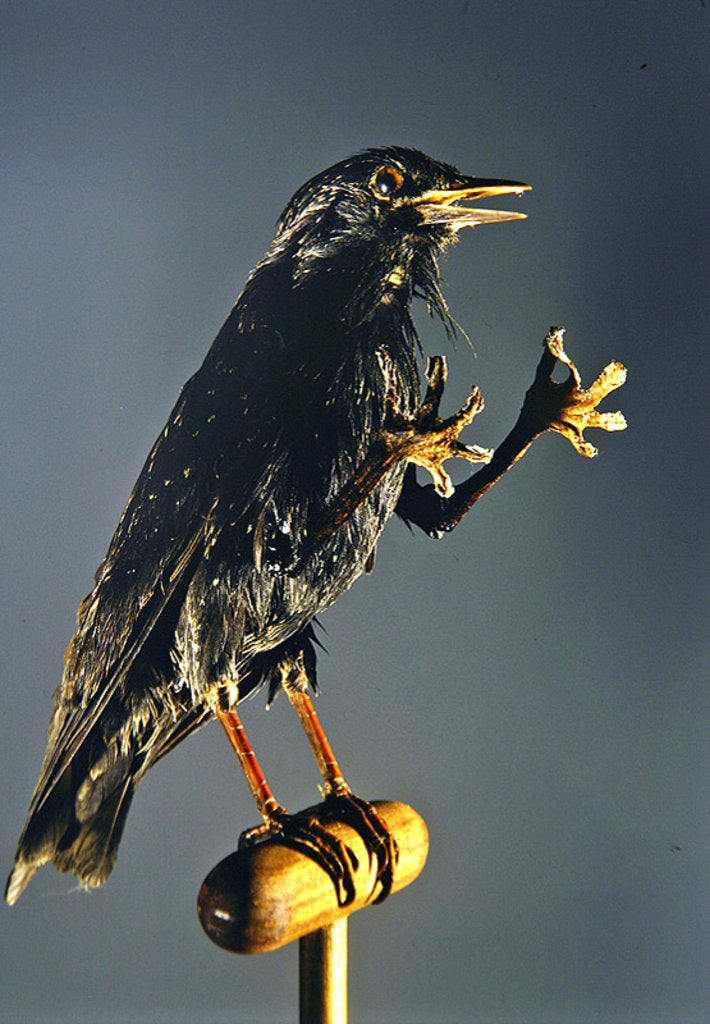 Detail of A Secretary Bird: The witch's companion by Anonymous