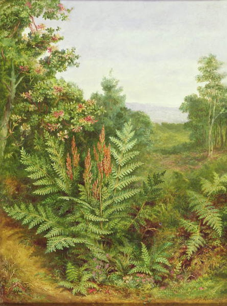 Detail of Honeysuckle and Ferns by Albert Durer Lucas