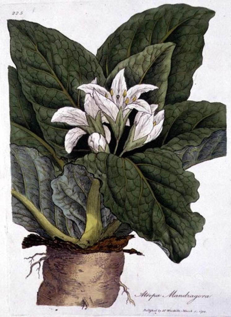 Detail of Atropa mandragora: published by Dr. Woodville, 1794 by Anonymous