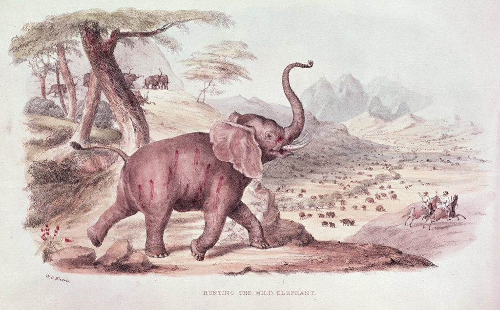 Detail of Hunting the Wild Elephant by William Cornwallis Harris