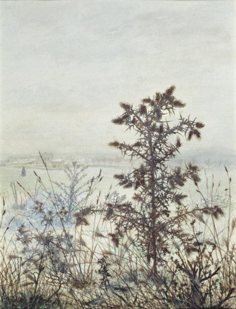 Detail of Thistles and Weeds, 1864 by Leon Bonvin