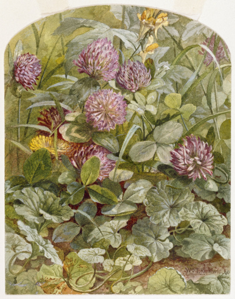 Detail of Red Clover with Butter-and-Eggs and Ground Ivy, 1860 by William Trost Richards
