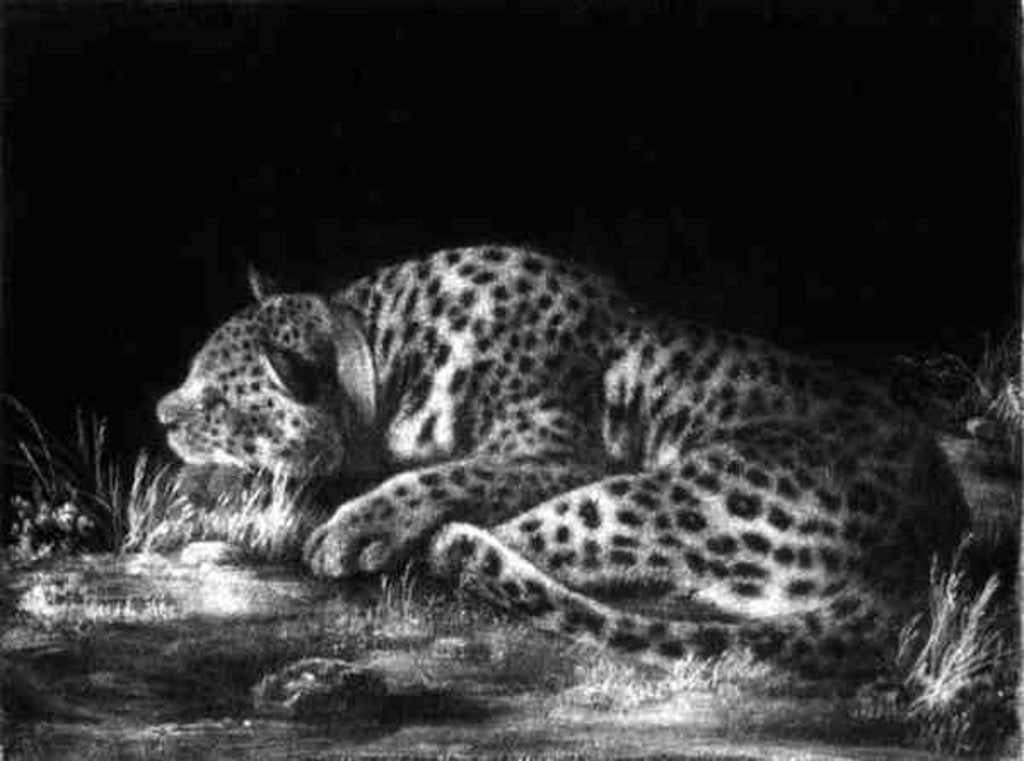 Detail of A Tyger by George Stubbs