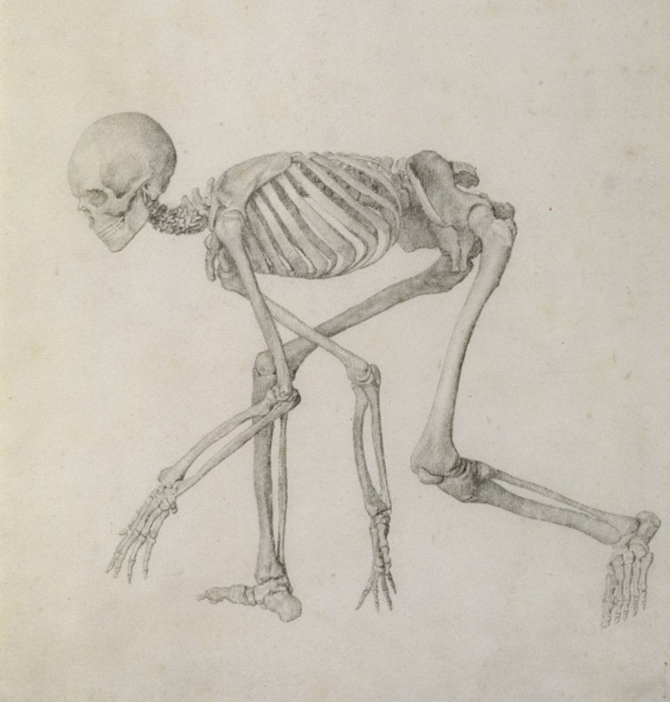 Detail of Human Skeleton: Lateral view in Crouching Posture, 18th century by George Stubbs