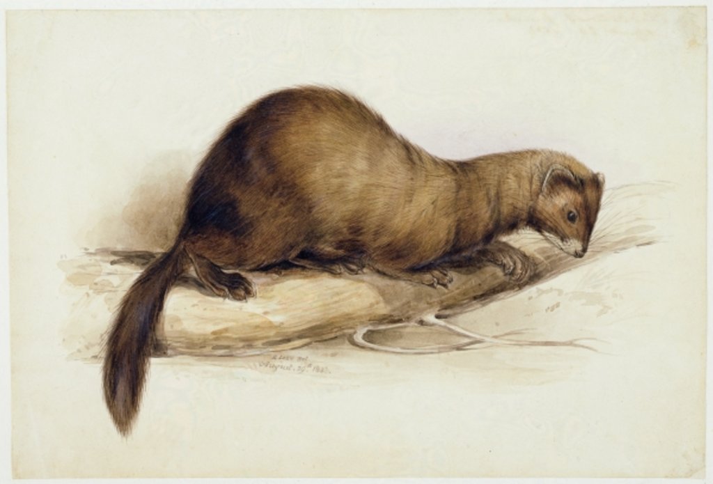 Detail of A Weasel, 1832 by Edward Lear