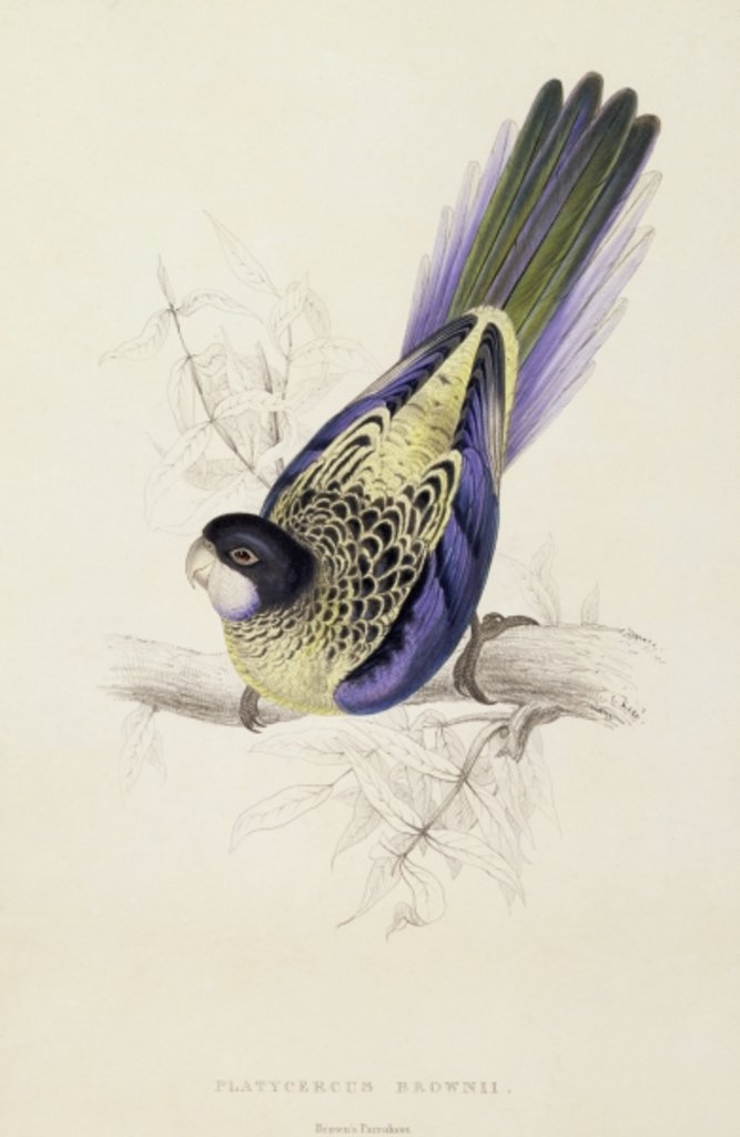 Detail of Platycercus Brownii, or Brown's Parakeet, 1832 by Edward Lear