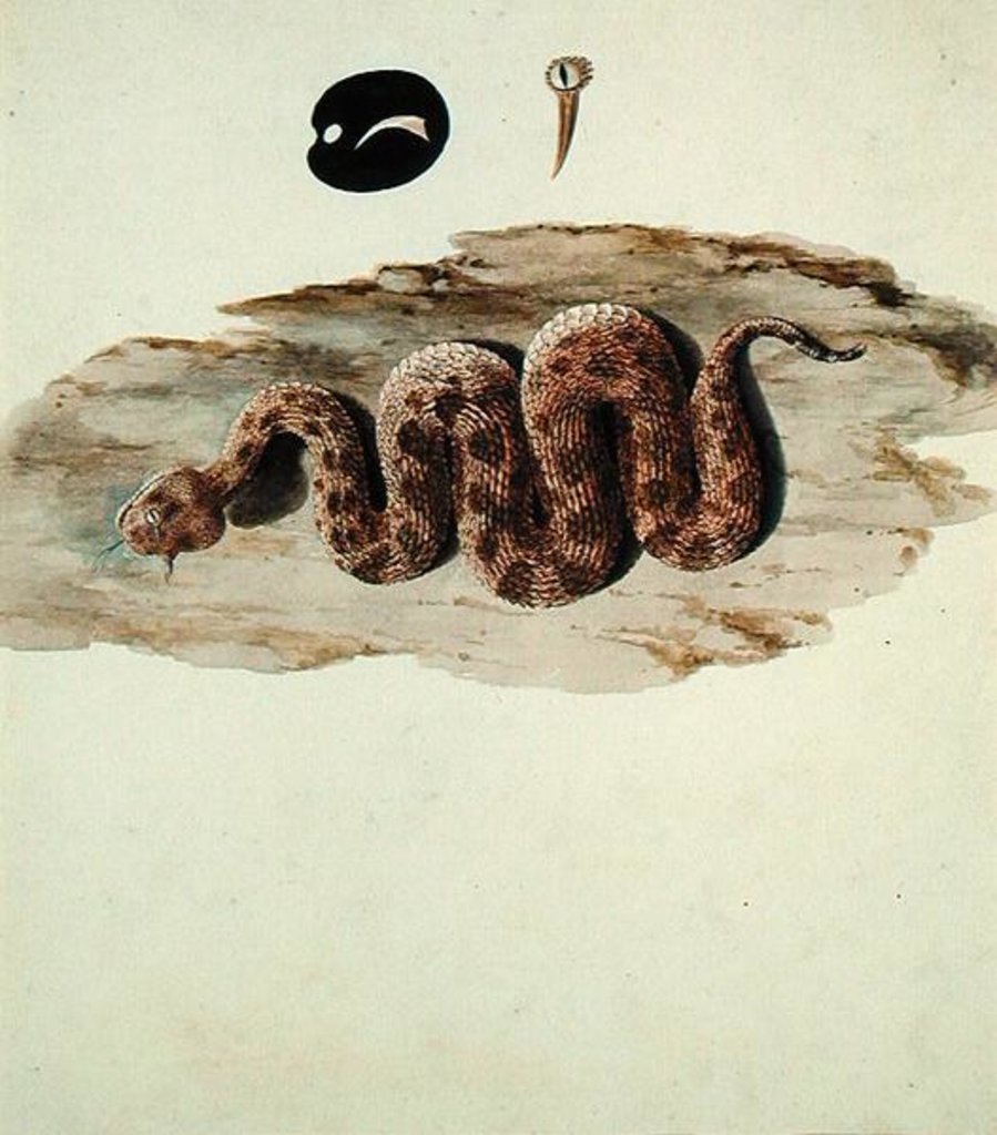 Detail of Cerastes: Number One by Luigi Balugani