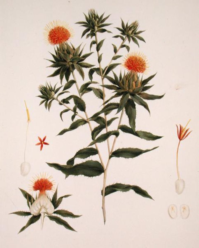 Detail of Sussa formerly attributed to James Bruce by Luigi Balugani