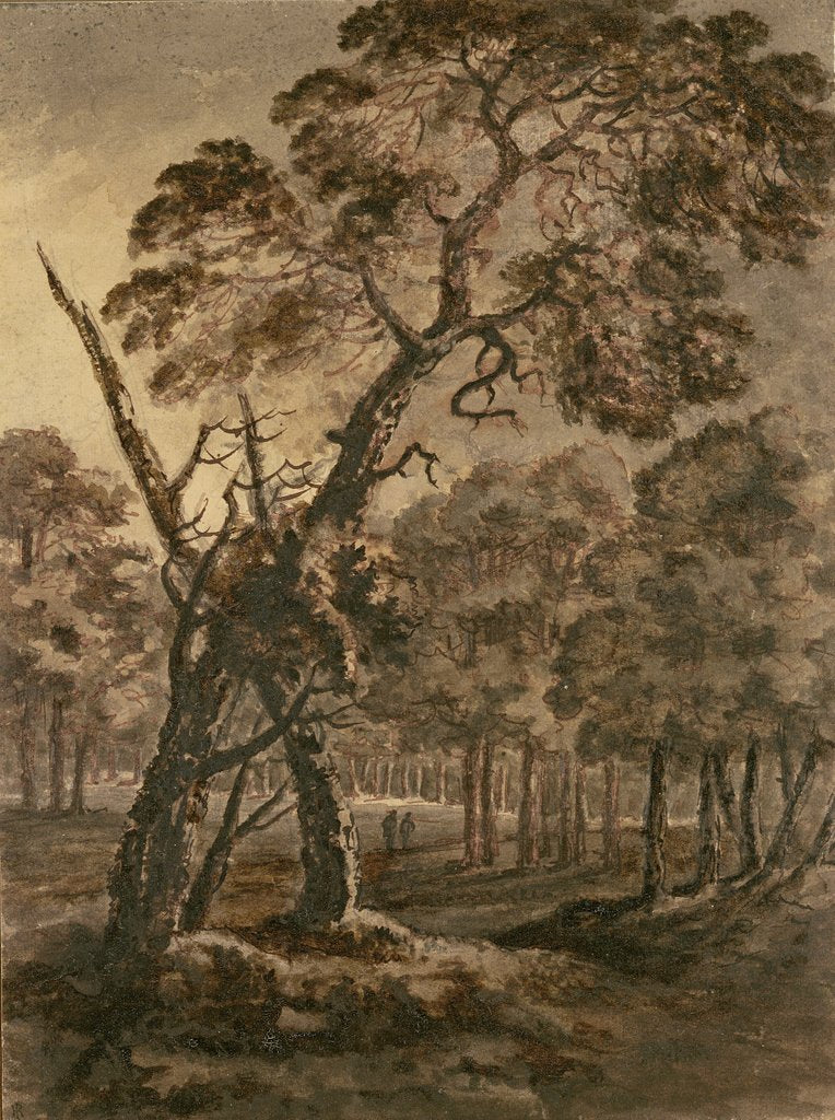 Detail of Forest Scene, A Giant Scots Fir and Forest Glade, 1771 by Rev. William Gilpin