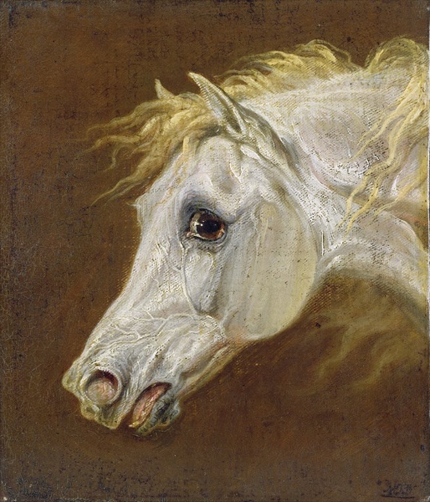 Detail of Head of a Grey Arabian Horse by Martin Theodore Ward