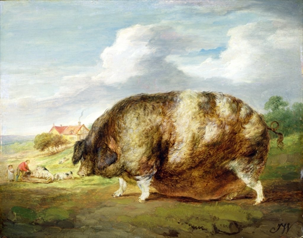 Detail of A Gloucestershire Old Spot by James Ward