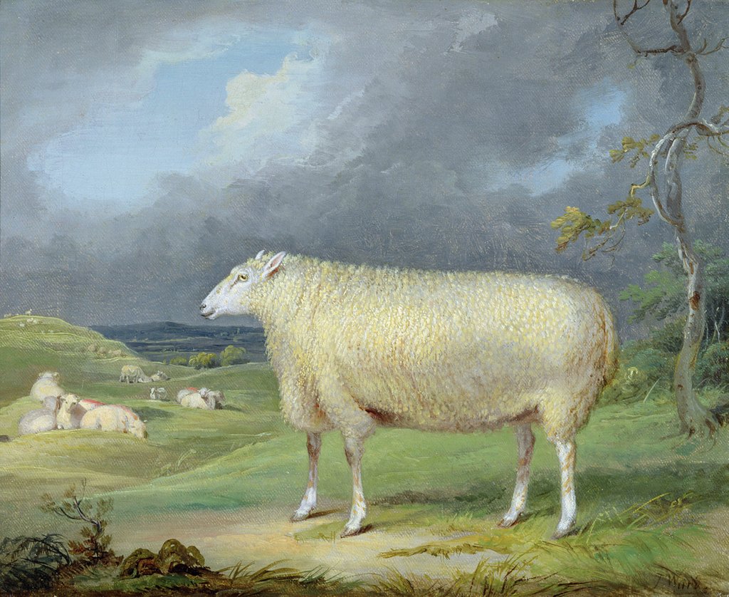 Detail of A Border Leicester Ewe by James Ward