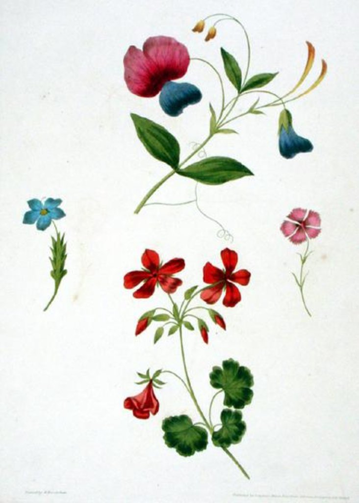 Detail of An illustration from 'A New Treatise on Flower Painting, or, Every Lady Her Own Drawing Master', 1816 by George Brookshaw