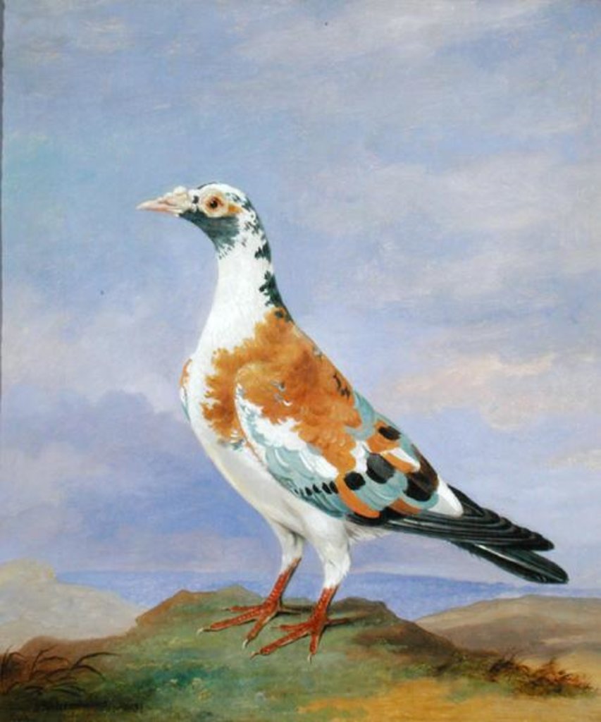 Detail of Grizzle Carrier Pigeon by D. the Younger Wolstenholme