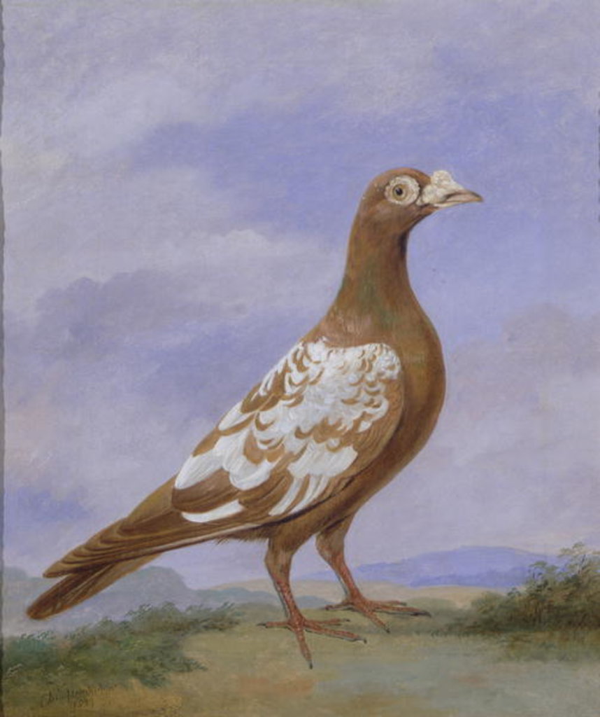 Detail of Red Pied Carrier Pigeon by D. the Younger Wolstenholme