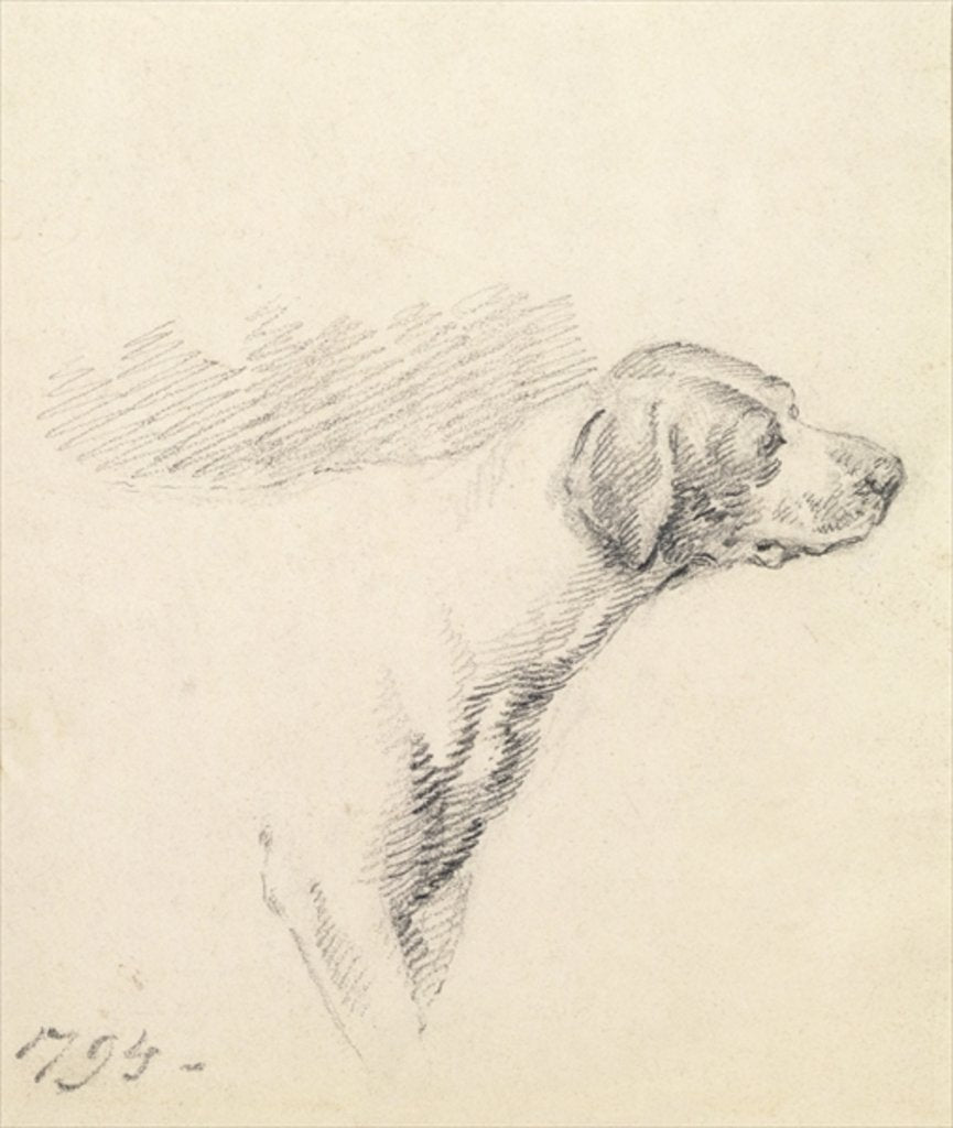 Detail of Study of a Hound, 1794 by George Morland