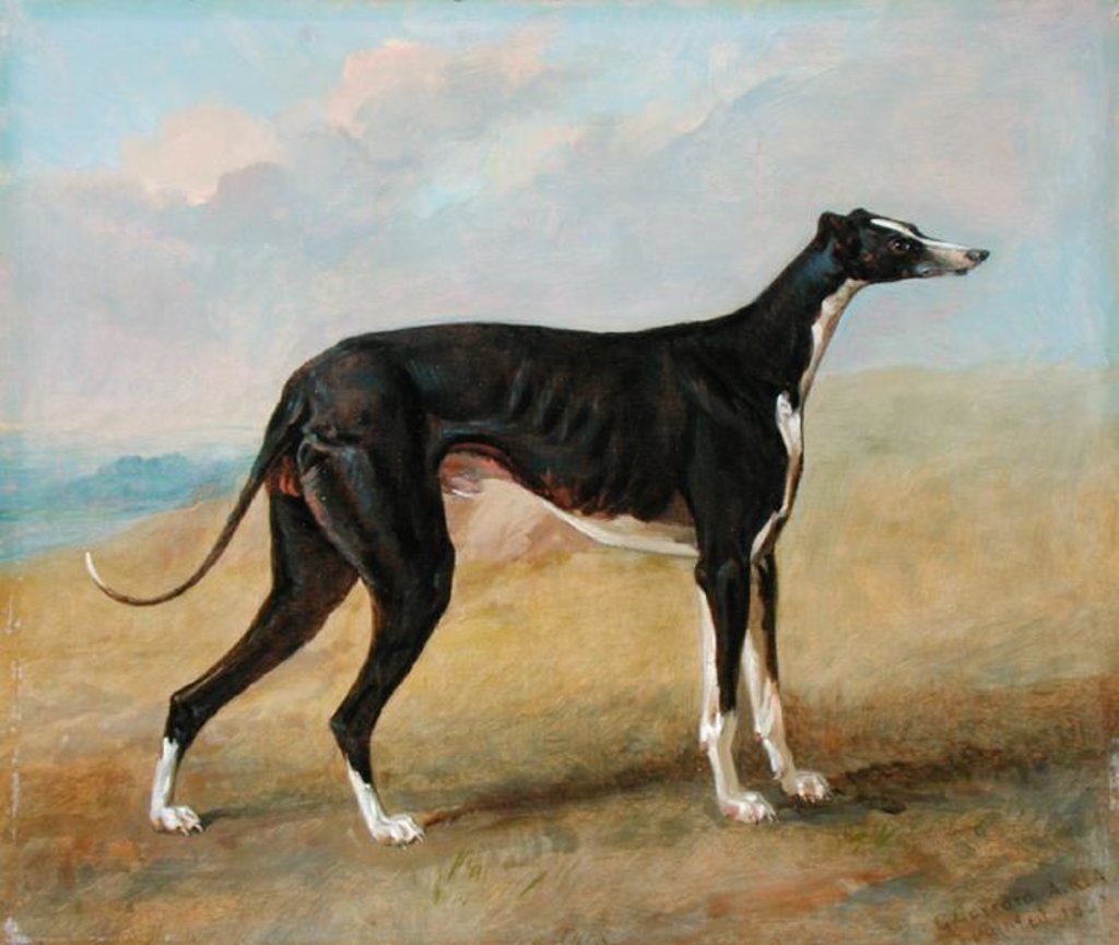 Detail of One of George Lane Fox's Winning Greyhounds: the Black and White Greyhound, Turk, also known as Eagle, 1822 by George Garrard
