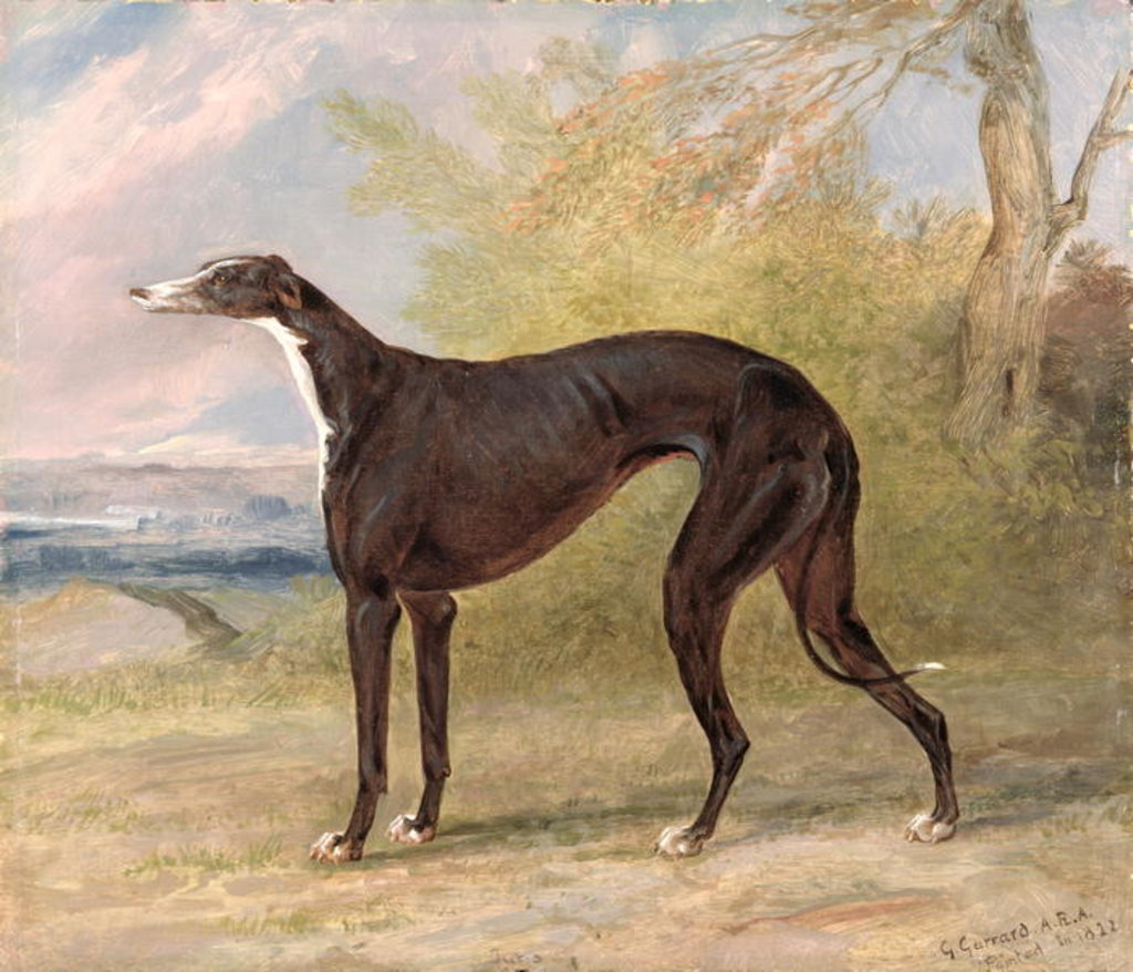 Detail of One of George Lane Fox's Winning Greyhounds: the Black and White Greyhound Bitch, Juno, also known as Elizabeth, 1822 by George Garrard