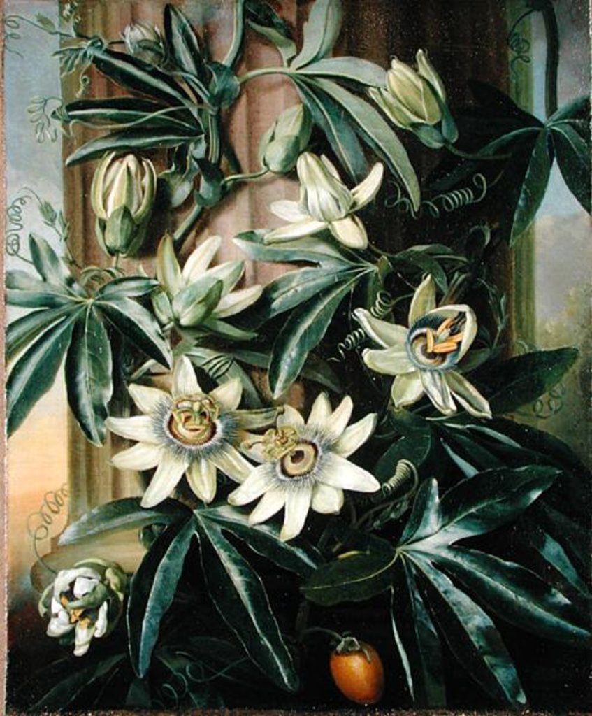 Detail of Blue Passion Flower for the 'Temple of Flora' by Robert Thornton, 1800 by Philip Reinagle