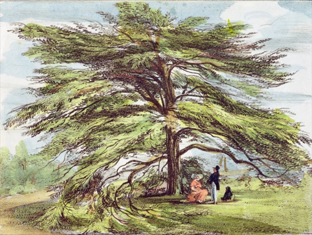 Detail of The Lebanon Cedar Tree in the Arboretum, Kew Gardens, plate 21 from 'Kew Gardens: A Series of Twenty-Four Drawings on Stone' by George Ernest (after) Papendiek