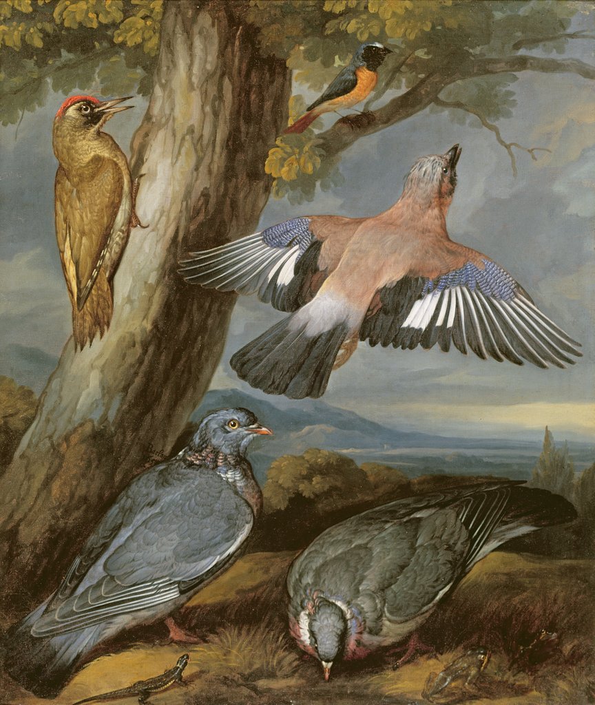 Detail of Jay, Green Woodpecker, Pigeons and Redstart, c.1650 by Francis Barlow