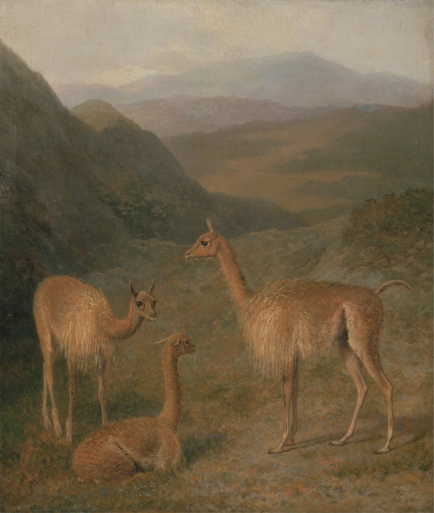Detail of Vicunas, 1831 by Jacques-Laurent Agasse