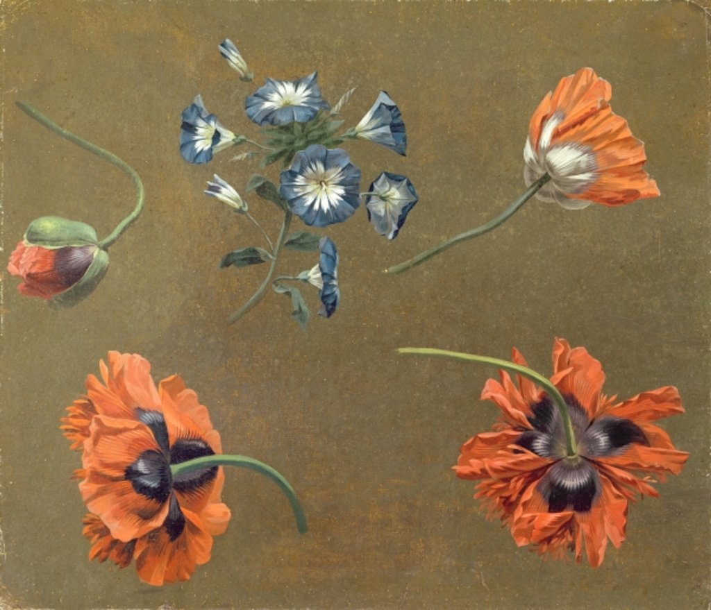 Detail of Poppies and Tradascanthus by Swiss School