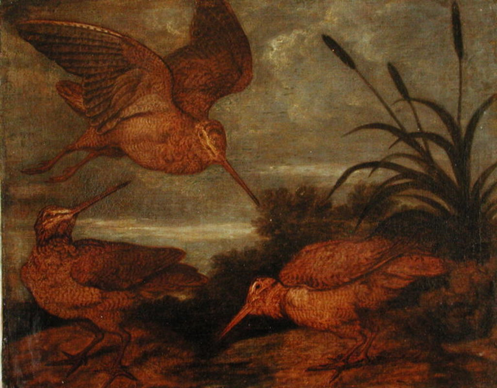 Detail of Woodcock at Dusk, c.1676 by Francis Barlow