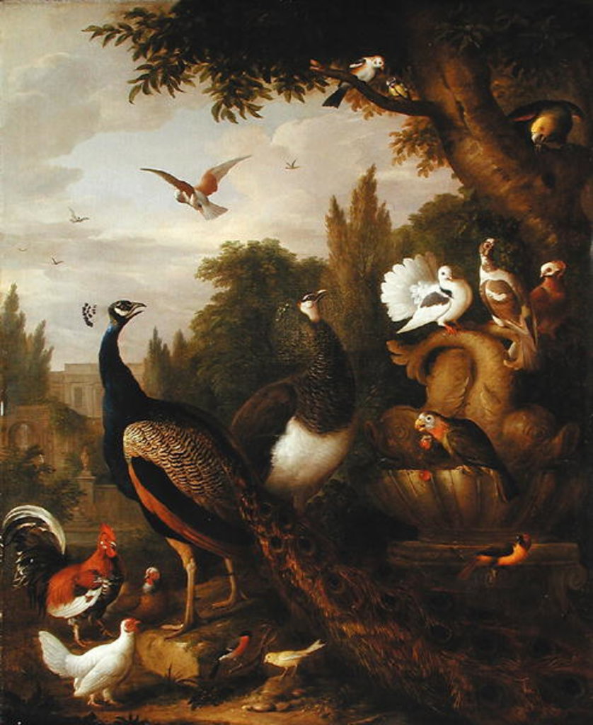 Detail of Peacock, peahen, parrots, canary, and other birds in a park, c.1708-10 by Jakob Bogdani or Bogdany