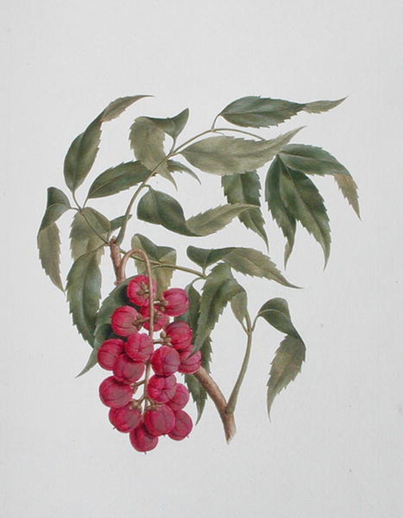 Detail of Korsuma by Luigi Balugani