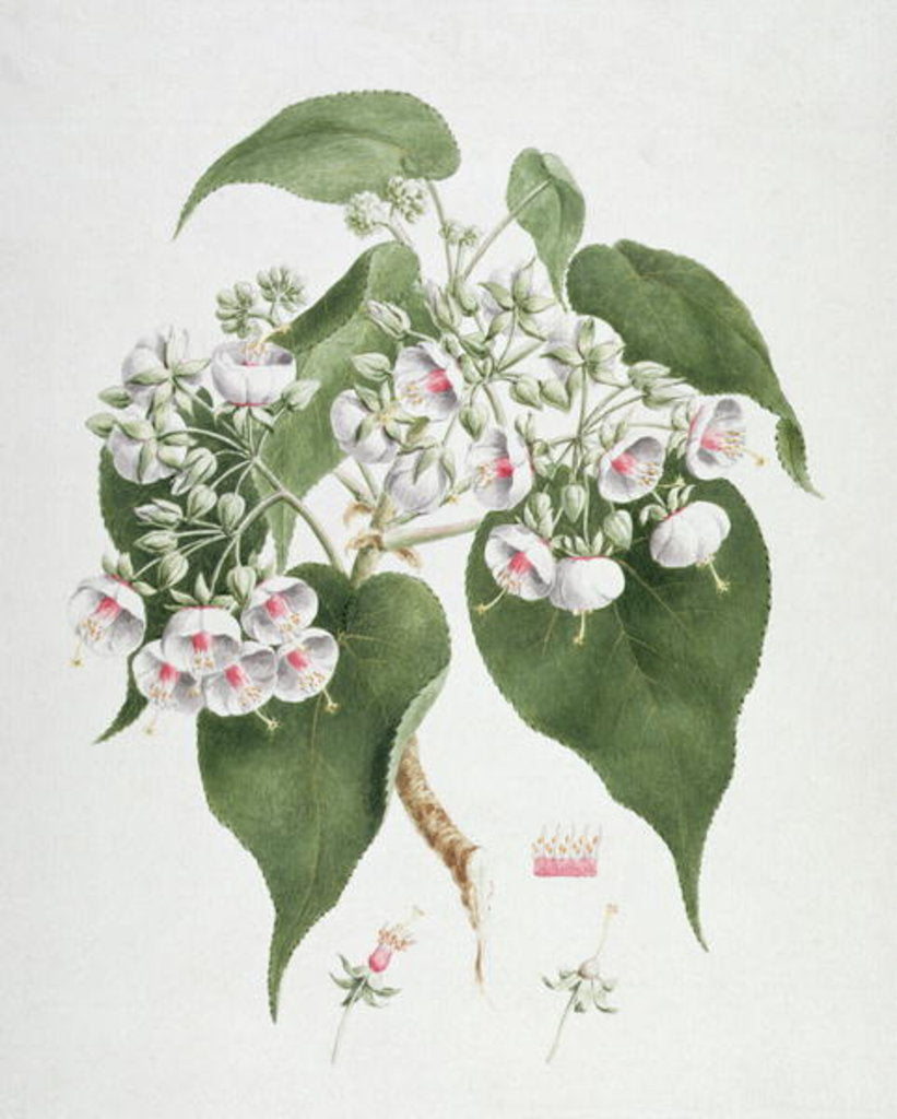 Detail of Walkuffa No.5 Dombeya torrida by James (1730-94) Bruce