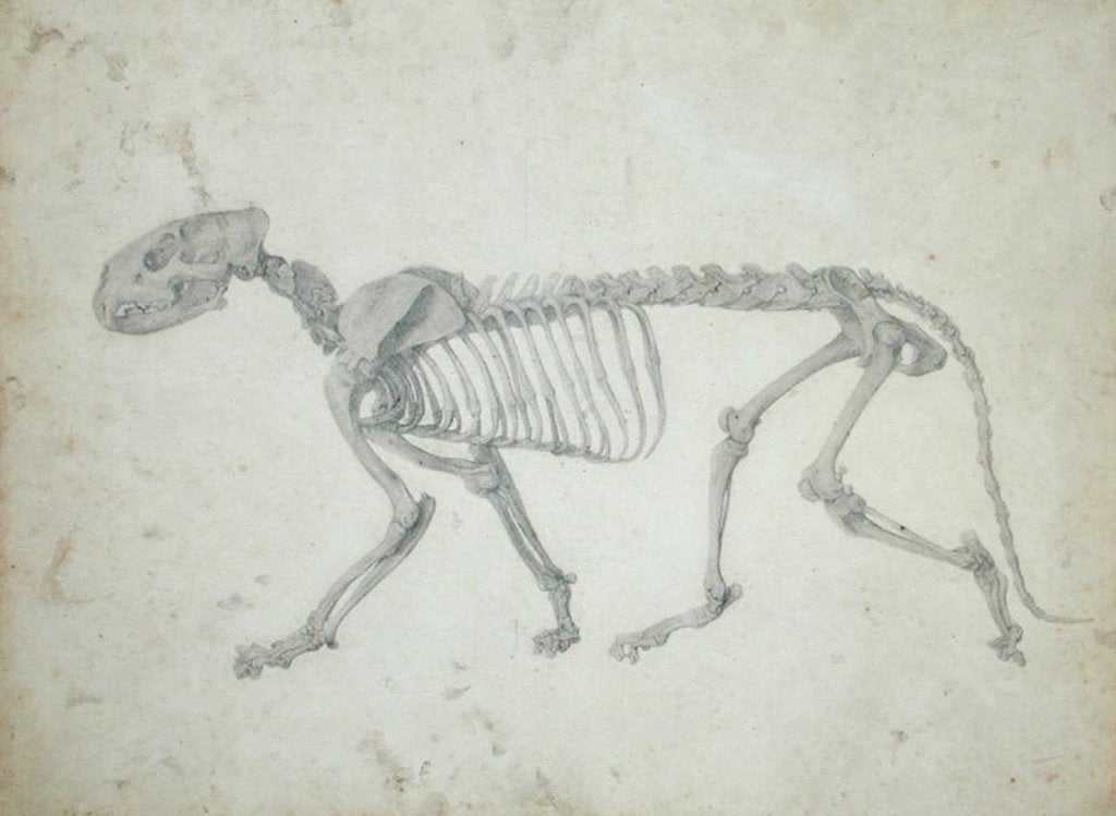 Detail of Lateral View of a Tiger Skeleton by George Stubbs