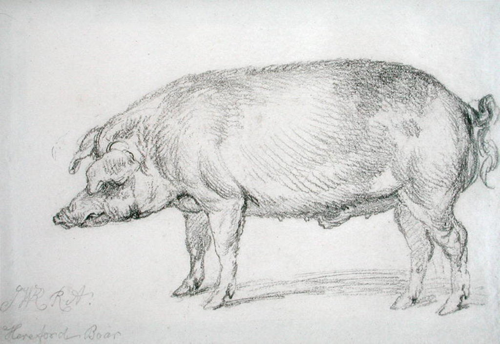 Detail of Hereford Boar, c.1803-04 by James Ward