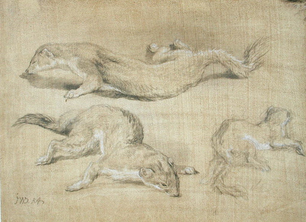 Detail of Ferrets by James Ward