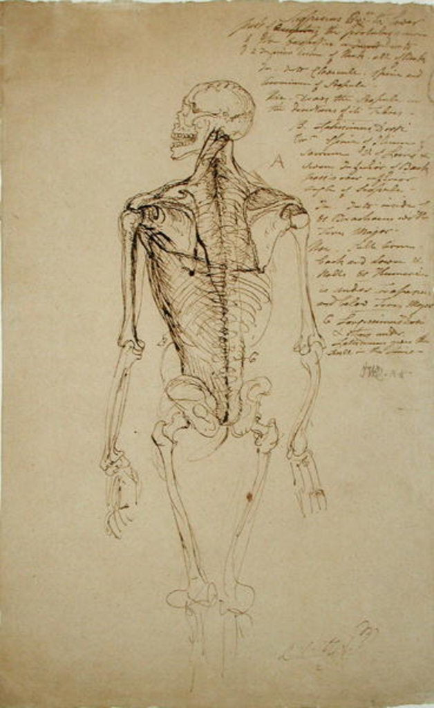 Detail of Drawing of a Man's Skeleton by James Ward